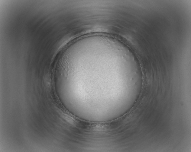 X0000067331266200603311051