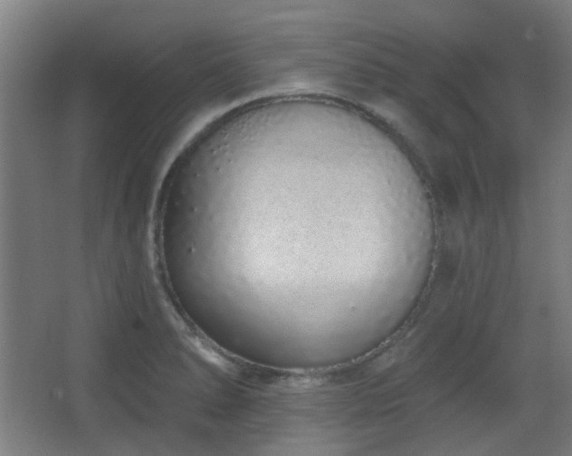 X0000067331278200603311050