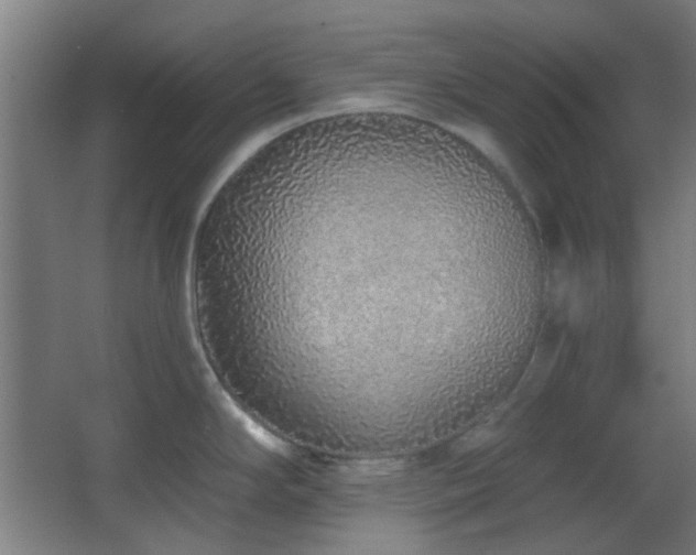 X0000067331294200603311050