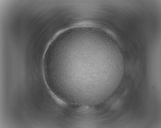 X0000067331478200603311047