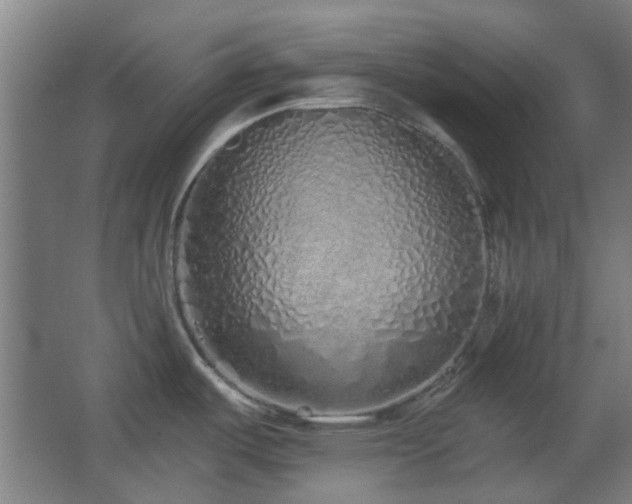 X0000067331487200603311047