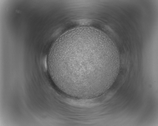 X0000067330028200604030945