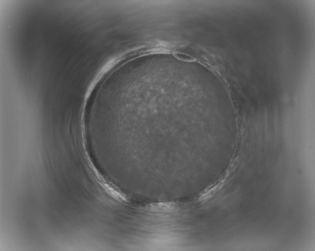 X0000067330102200604030943