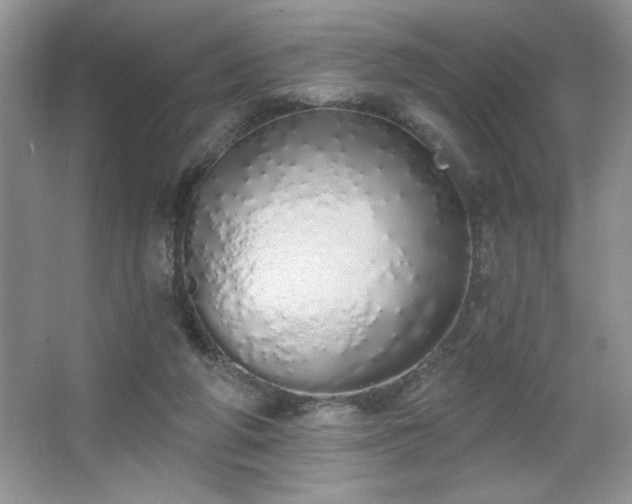 X0000067330210200604030942