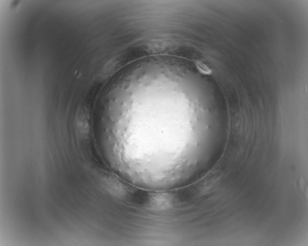 X0000067330226200604030941