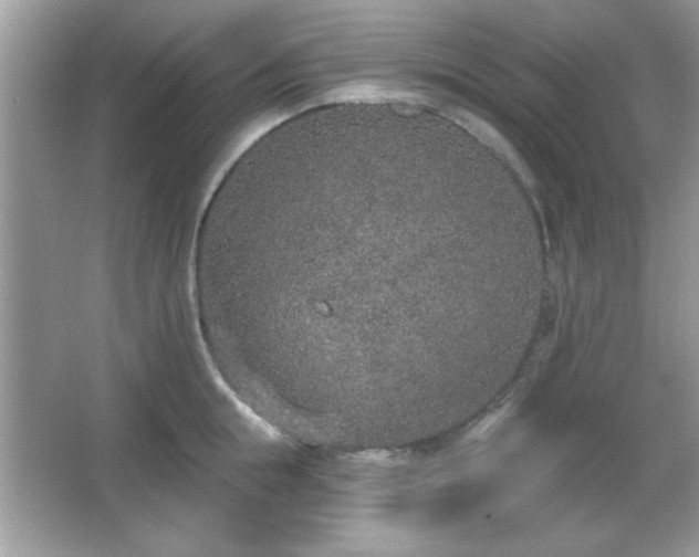 X0000067330855200604030931