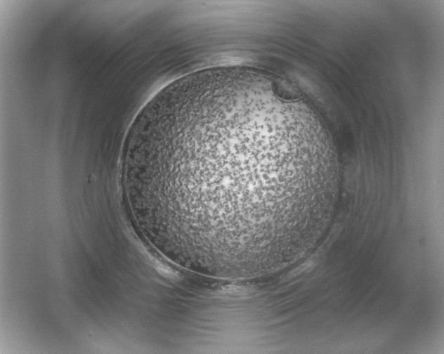 X0000067331178200604030925