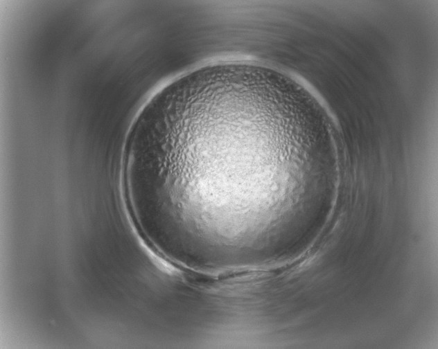 X0000067331245200604030925