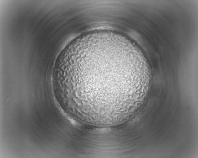 X0000067331282200604030924