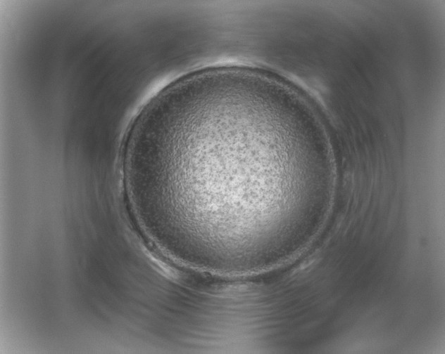 X0000067331367200604030922