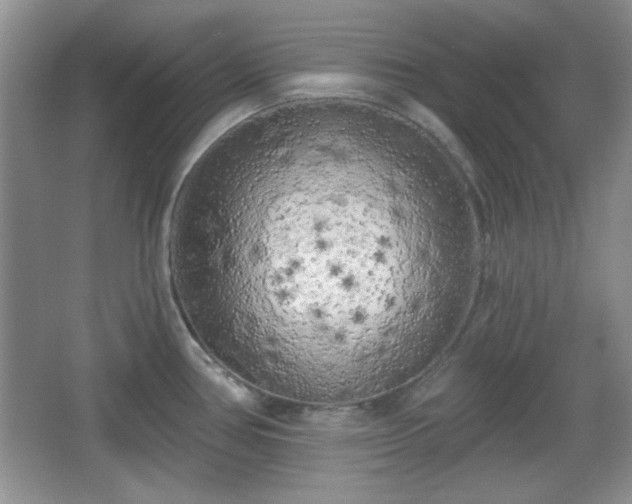 X0000067331386200604030922