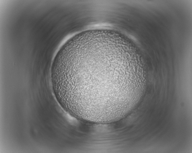 X0000067331470200604030920