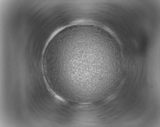X0000067331486200604030920