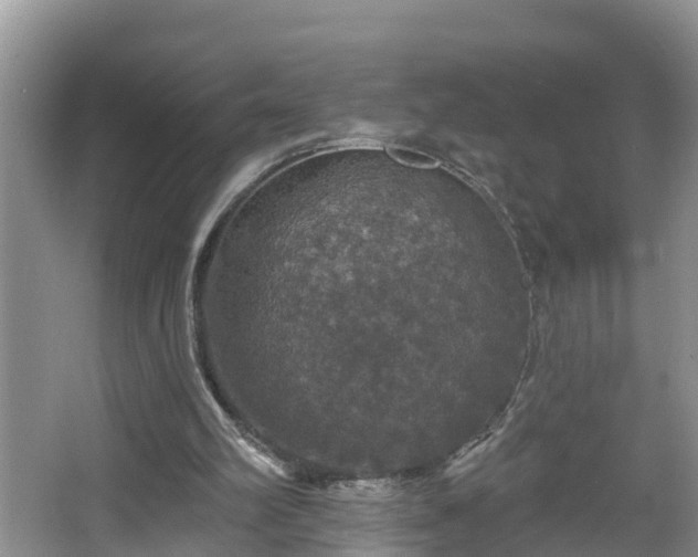 X0000067330102200604071336