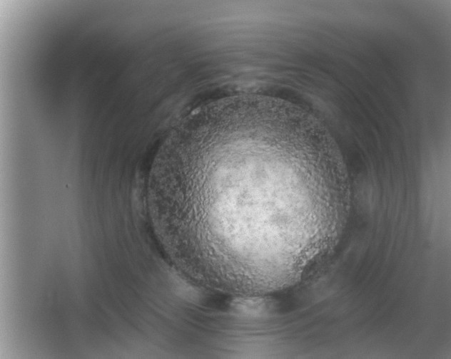 X0000067330181200604071335