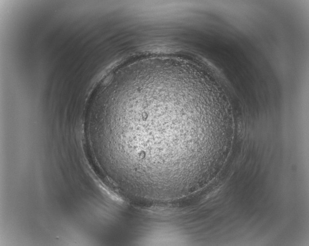 X0000067330725200604071324