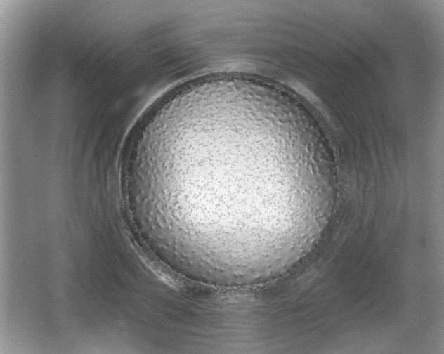 X0000067330886200604071322