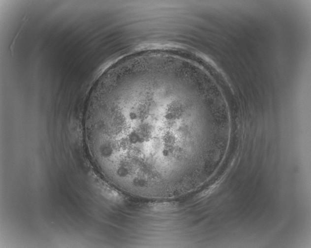 X0000067331025200604071320