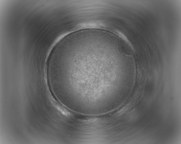 X0000067331035200604071320