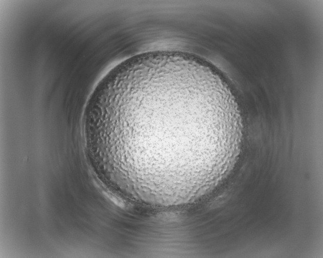 X0000067331078200604071319