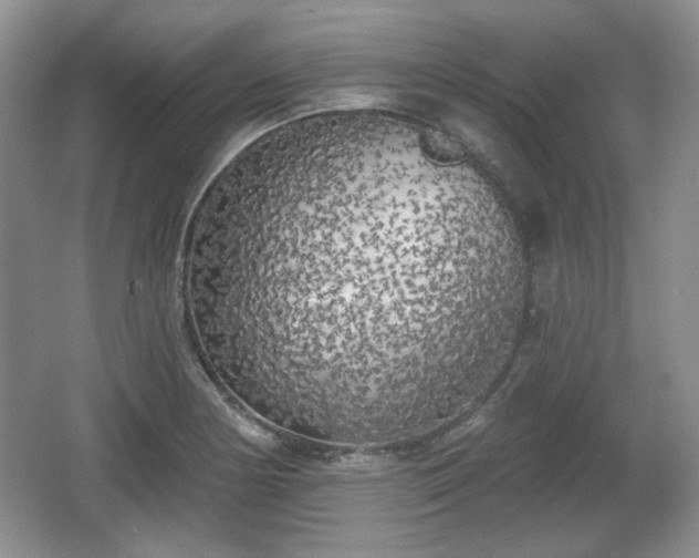 X0000067331178200604071317