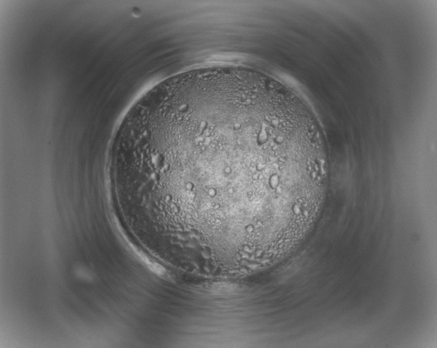 X0000067331235200604071317