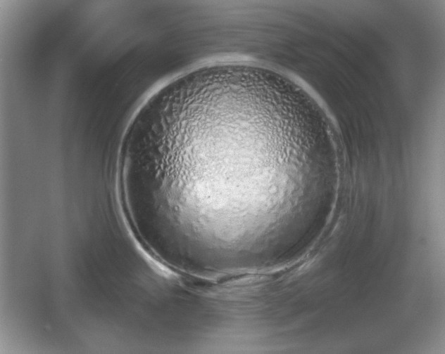 X0000067331245200604071317