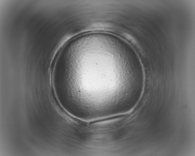 X0000067331275200604071316