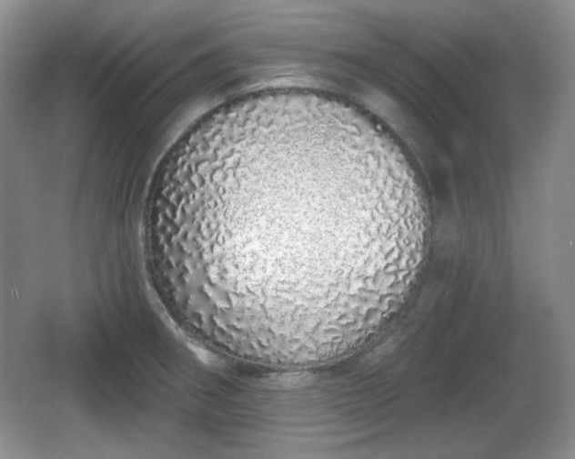 X0000067331282200604071316