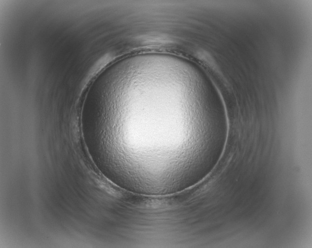 X0000067331362200604071314