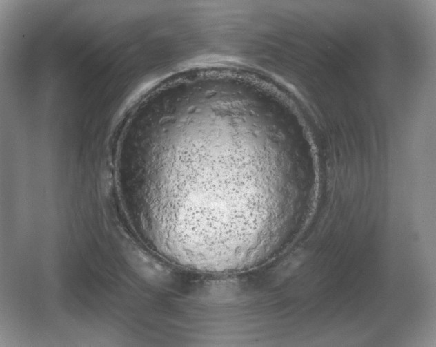 X0000067331363200604071314