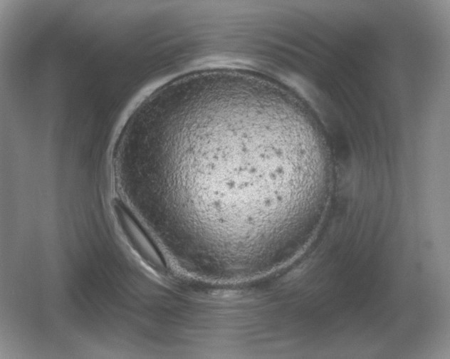 X0000067331371200604071314