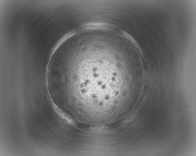 X0000067331386200604071314