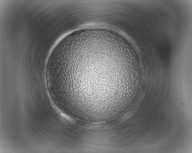 X0000067331486200604071312