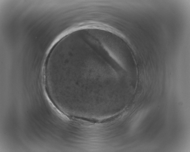 X0000067331522200604071312