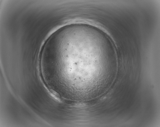 X0000067331525200604071312