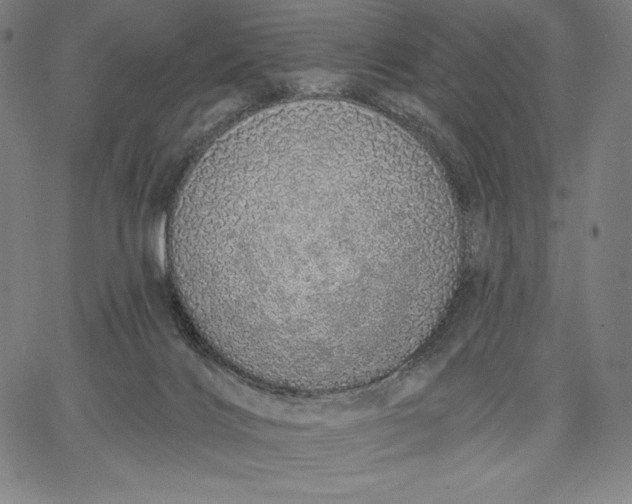 X0000067330028200604131712