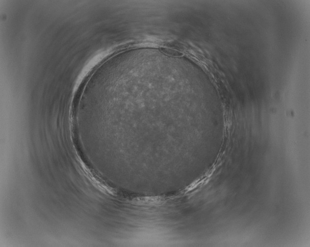 X0000067330102200604131711