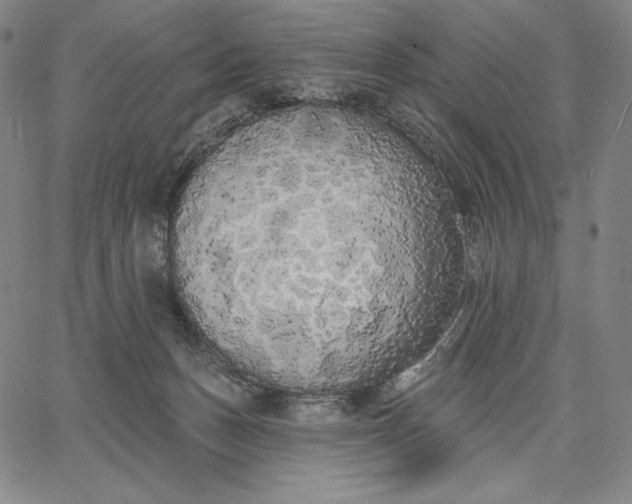 X0000067330175200604131710