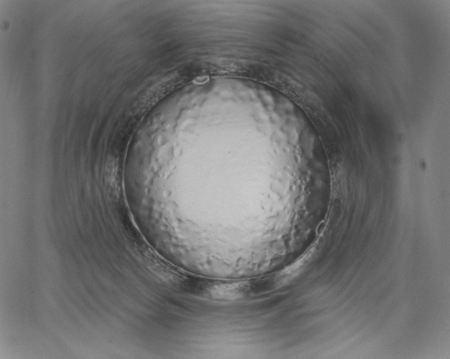 X0000067330178200604131710