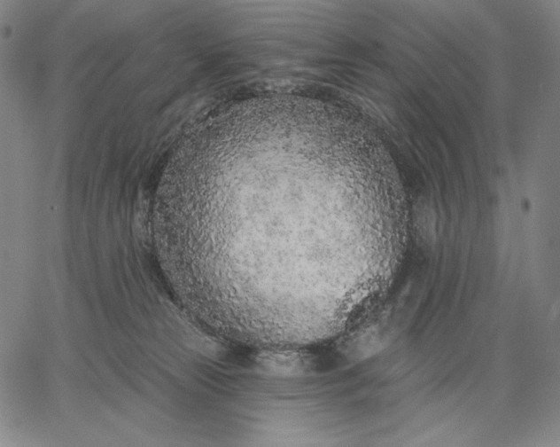 X0000067330181200604131710