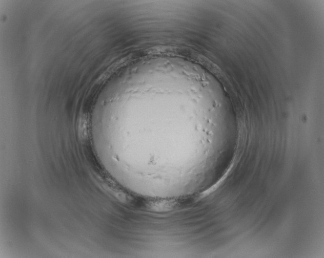 X0000067330191200604131710
