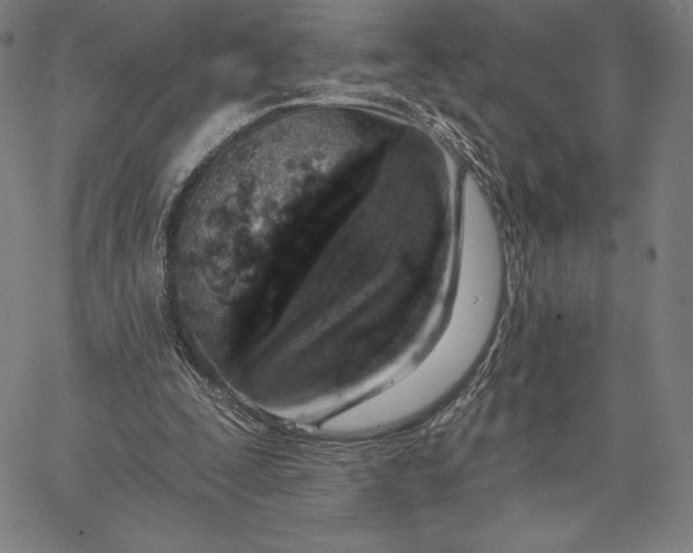 X0000067330295200604131707