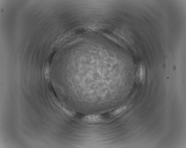 X0000067330526200604131704