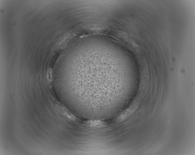 X0000067330528200604131704