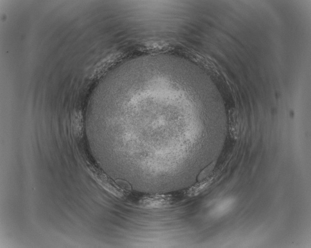 X0000067330563200604131703