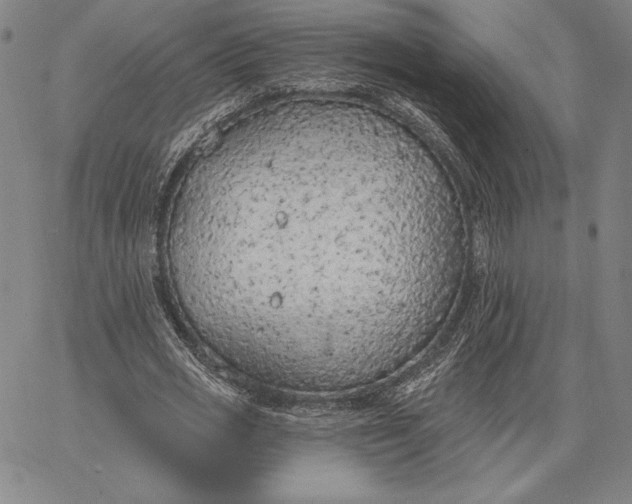 X0000067330725200604131700