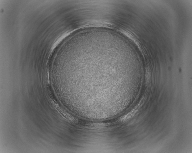 X0000067330925200604131657