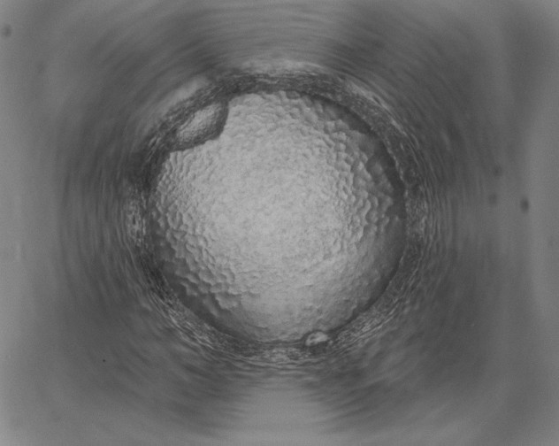 X0000067330966200604131656