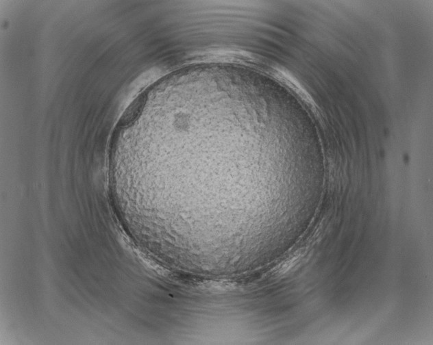 X0000067330994200604131656